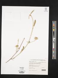 Image result for Hibiscus subreniformis