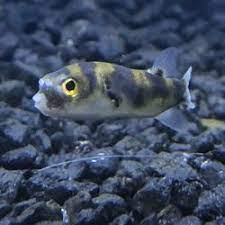 We did not find results for: Best Fish Stores Near Me July 2021 Find Nearby Fish Stores Reviews Yelp