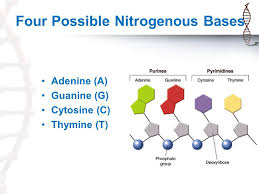 7th grade math worksheets integers. Chapter 11 Dna And Genes Section 1 Dna The Molecule Of Heredity Ppt Download