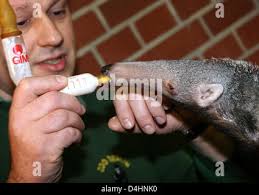 Keeper Thomas Messinger speist kleine Ameisenbär? Benita? an den Zoo  Berlin. 3. Februar 2009. ? Benita? geboren wurde vor sieben Wochen und, vor  allem von seiner Mutter ignoriert wurde? Griseline? hat, wie sein Bruder  Flasche? Adolpho?, wer ist ...