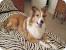 Sheltie Short Haircut