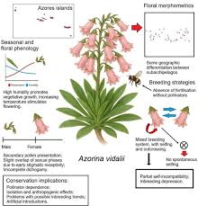 Image result for lobelia combine composition