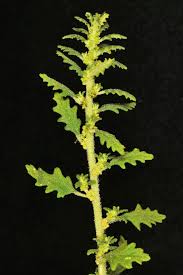 Image result for Dysphania pumilio