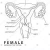 Organs, function, and more the internal reproductive organs in the female include: 1