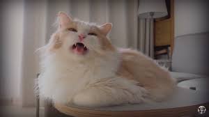 Pin By Tahmina Lovely On Cattu Cute Baby Cats Baby Cats Cute Creatures