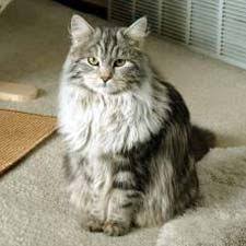 Siamese cat, allergies, do they mix? Siberian Information Pictures Of Siberians Catster Siberian Cat Cat Breeds Cats