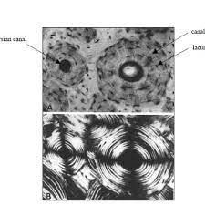 Although collagen fibers mostly fill the view, there are numerous elastic fibers, which provide the elasticity essential for the function of the tissue. A Histological Cross Section Of Cortical Bone Showing Osteon With Download Scientific Diagram
