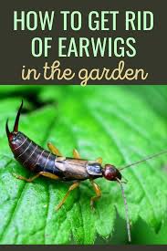Another popular method is to bait earwigs with a scented trap such as with a leftover tuna or anchovy can with oil, or with some vegetable oil and a few drops of soy sauce in a shallow dish. How To Get Rid Of Earwigs In The Garden 4 Easy Tips