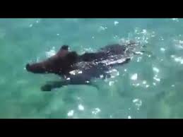 Sono ottimi nuotatori nonostante la stazza e non hanno paura dell'acqua. Succede Solo In Sardegna Cinghiali Che Nuotano Felici Youtube