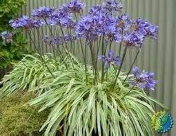 Agapanthus Tinkerbell Agapanthus Plant Blue Flowers Garden Agapanthus