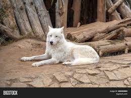 Find out how arctic wolf spiders getting bigger might actually be a good thing as they could be slowing permafrost decomposition. Arctic Wolf Polar Image Photo Free Trial Bigstock