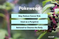 Pokeweed Rash and Other Potential Toxicities