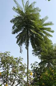 Image result for Schizolobium parahyba