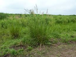 Image result for Chrysopogon nigritanus