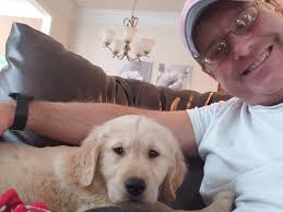 Golden retrievers are amazing dogs