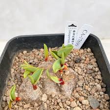 Image result for Eriospermum mackenii