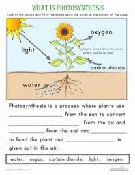 what is photosynthesis science worksheets science