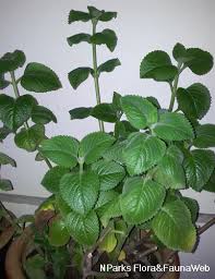 Image result for Coleus amboinicus