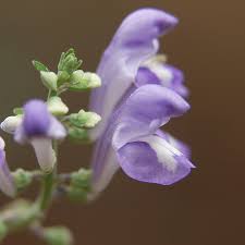 Image result for Scutellaria schweinfurthii