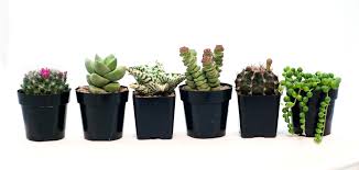 See more of baton rouge cactus and succulent society on facebook. 10 Questions With Rozlan Fransen Of Baton Rouge Succulent Company