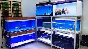 Menyediakan aneka ikan hias dan perlengkapanya. Aquariums Penataan Aquarium Pada Rak Besi Holo 3 Tingkat Part 2 Aquarium Holo Rak