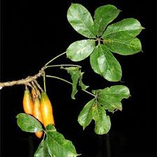 Image result for Cylicomorpha parviflora