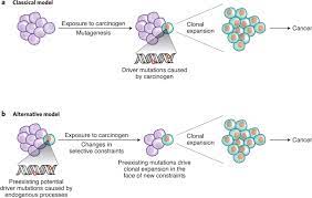 Are Carcinogens Direct Mutagens Nature Genetics