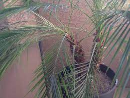 I has been doing fine. Need Help With Robellini Palm Drooping