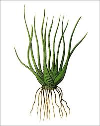 Image result for Isoetes