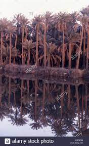 download this stock image date palm trees on the banks of the shatt al arab river formed by tigris and euphrates rivers near palm trees date palm stock photos