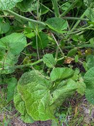 Image result for Crambe hispanica