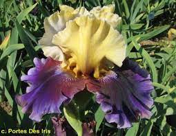 Tbfinalepisode Tbfthruj Twiki Seedlings Iris Bloom