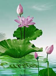 Kết quả hình ảnh cho hoa sen