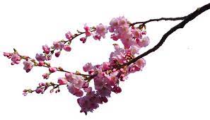Cherry Blossom Branches Png Stock By Astoko Cherry Blossom Branch Cherry Blossom Pink Trees