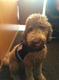 Massey's doodle puppies are f1b goldendoodles. Goldendoodle For Sale California Page 3