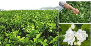 Find great deals on ebay for dried jasmine flowers. Buy Tooget Fragrant Natural Pure Jasmine Buds Dried Jasmine Flowers Wholesale Herbal Tea 2 Oz Online In Vietnam B075tdc9nj