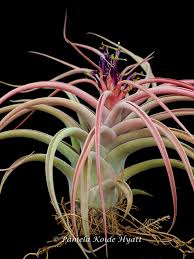 Image result for Cribbia brachyceras