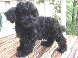 Black And White Toy Poodle Puppies For Sale Cute Black Poodle Puppy Poodle Puppy Teacup Poodle Full Grown Miniture Poodle
