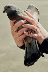 Mangeoire a grit 60 cm en bois. The Pigeon Stalker The New York Times