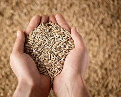Imagine cu handful of wheat seeds.