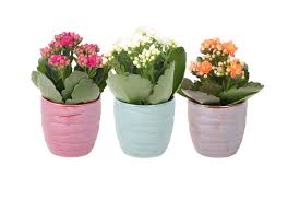 Image result for Kalanchoe rosalina