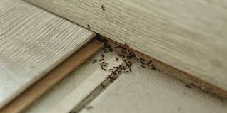 Pests are living creatures and therefore require shelter, water and food in order to survive. Commercial Cleaning Prevents Pest Infestations In The Workplace