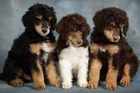 These are tiny toy poodles. Standard Poodle Breeder Boarding Grooming Udora On Near Toronto