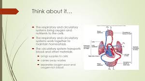 Tissues such as skeletal muscle, liver, and kidney have extensive capillary networks because they are metabolically active and require an abundant supply of oxygen and nutrients. Respiratory Circulatory And Lymphatic Systems Ppt Download