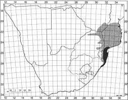Image result for Adenopodia schlechteri