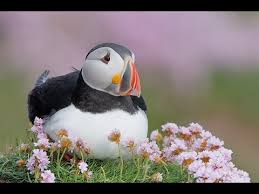 Image result for Photedes morrisii