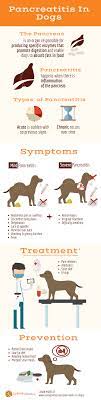 Pancreatitis In Dogs Symptoms Causes And More Caninejournal Com
