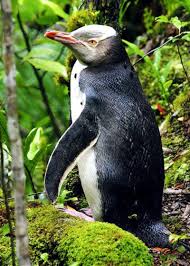 22 Odd Animals That Are Stranger Than Fiction Weird Animals Animals Penguin Species