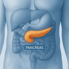 Image result for pancreas)