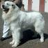 How to Build Your Bakharwal Dog a House - Pet Care Tips ...